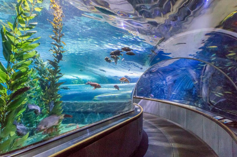 Aquarium of the Bay, California, USA